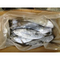 New Supply Frozen Bonito Fish for Sale
